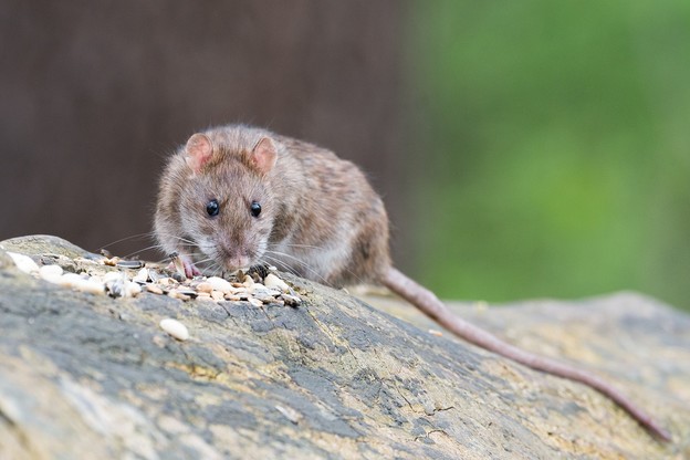 Super otporni štakori okupiraju prazne urede