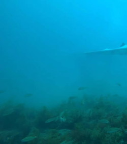 VIDEO: Dron za otkrivanje podvodnog blaga