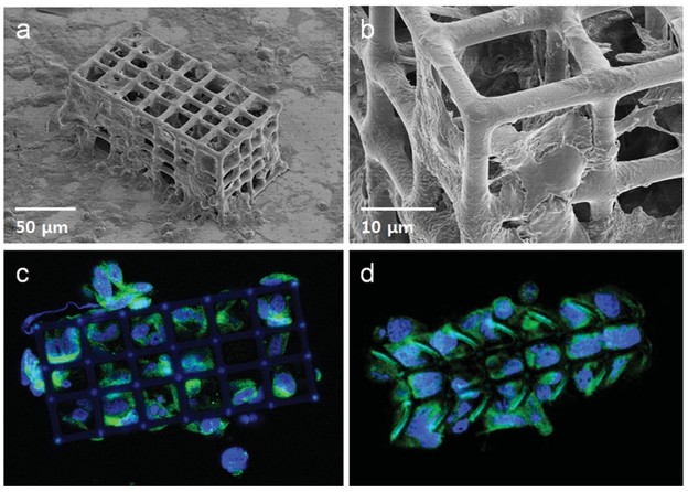 Magnetski nanobotovi dostavljaju lijekove u mozak