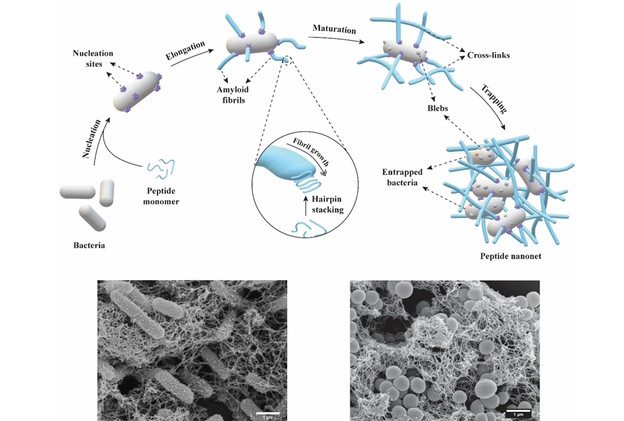 Nanomreže hvataju i ubijaju bakterije