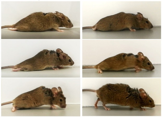 Paralizirani miš prohodao nakon genske terapije