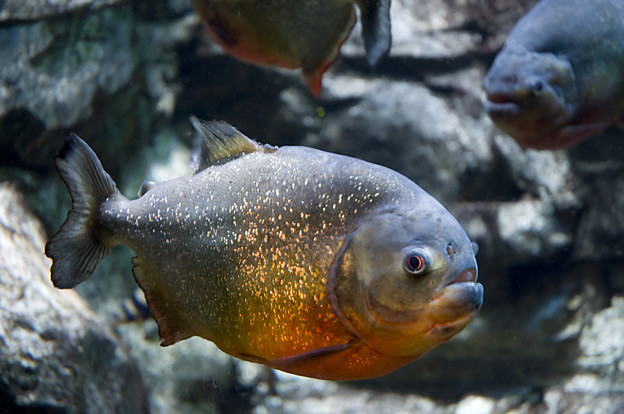 Piranje više plaše nego što grizu