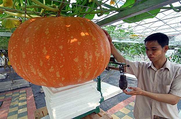 Povrće iz svemira, konkurencija GMO-u