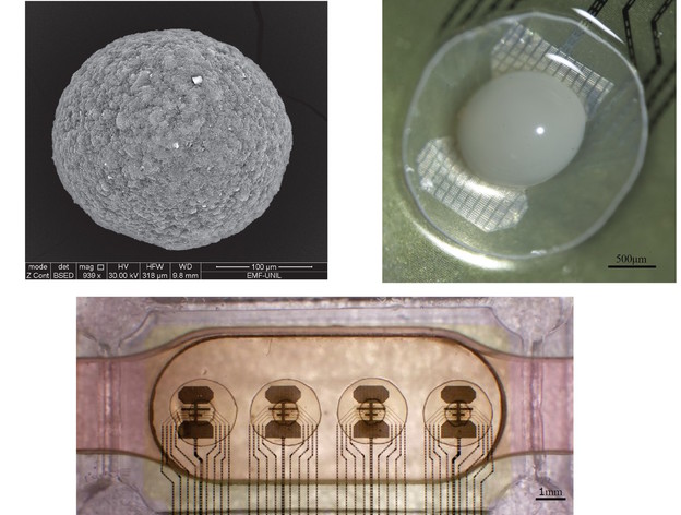 Pristupite bioprocesoru s organoidom ljudskog mozga