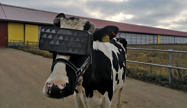 Ruske krave dobile VR headsetove