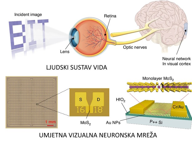 Sinaptički uređaji za umjetni ljudski vid