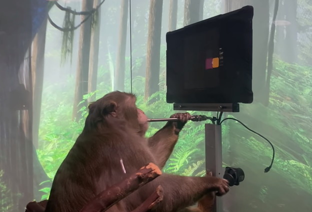 VIDEO: Majmun s čipom igra Pong mislima
