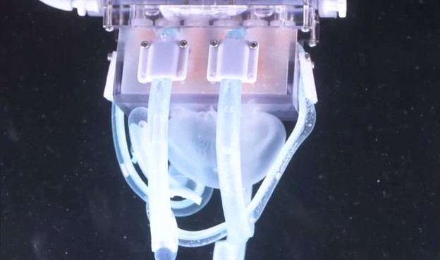 VIDEO: Mekani robot nježno hvata meduzu