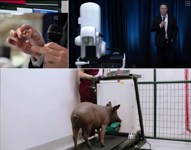 VIDEO: Musk demonstrirao moždani implantat na svinji