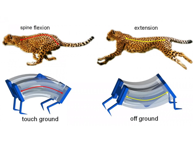 VIDEO: Najbrži mekani roboti inspirirani gepardom