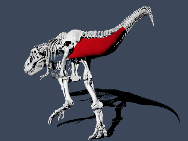 VIDEO: Tiranosaur Rex je hodao brzinom čovjeka